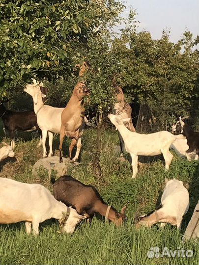 Козы дойные