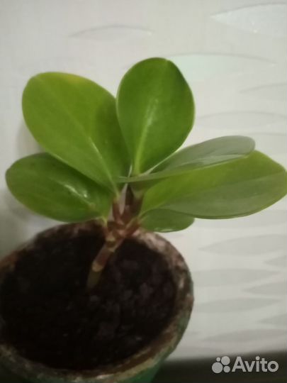 Пеперомия туполистная