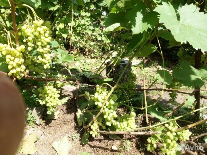 Саженцы и черенки винограда