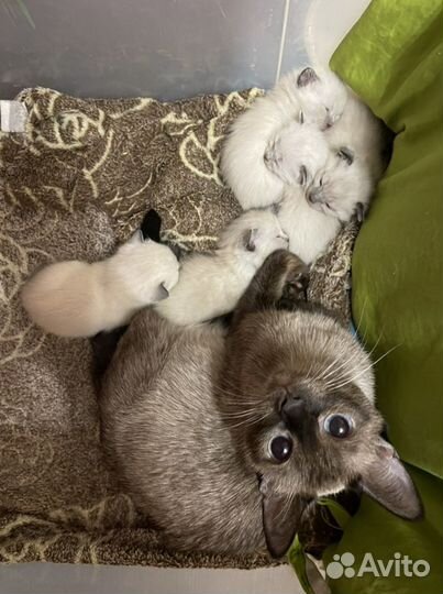 Тайские котята