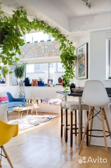 Красавец Сциндапсус Эпипремнум золотистый