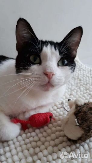 Кошка Ариша в дар