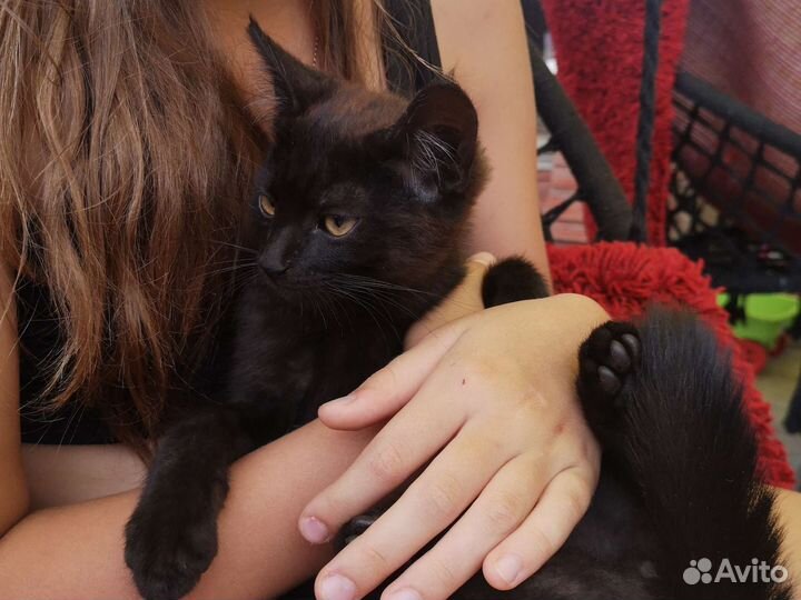 Котята в добрые руки бесплатно
