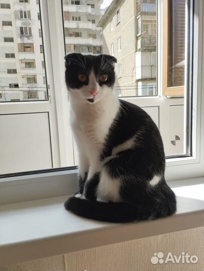 Вислоухая кошечка