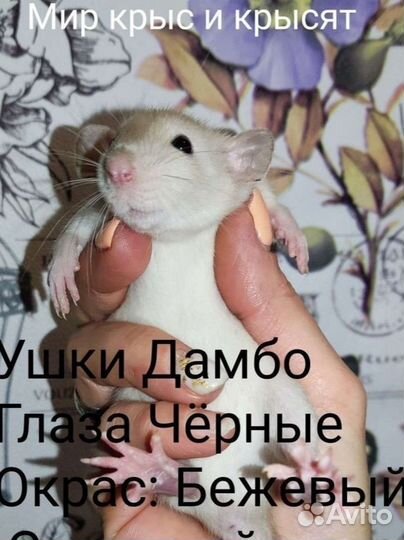 Крыса Крысёнок Сиамская девочка 3 мес