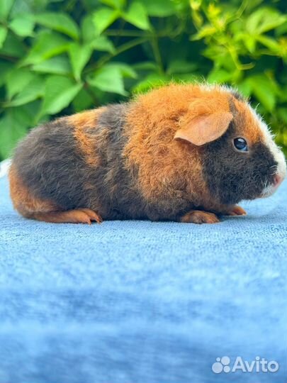 Морские свинки