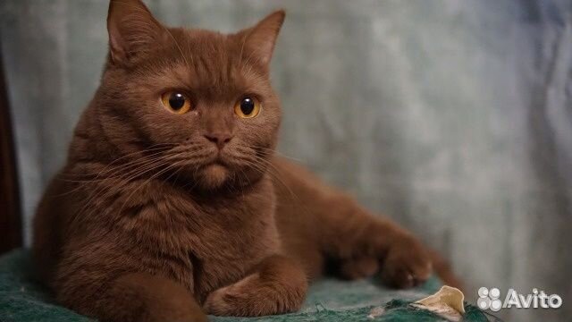 Корица, британка, длинношерстная