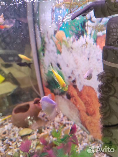 Аквариумные рыбки бесплатно