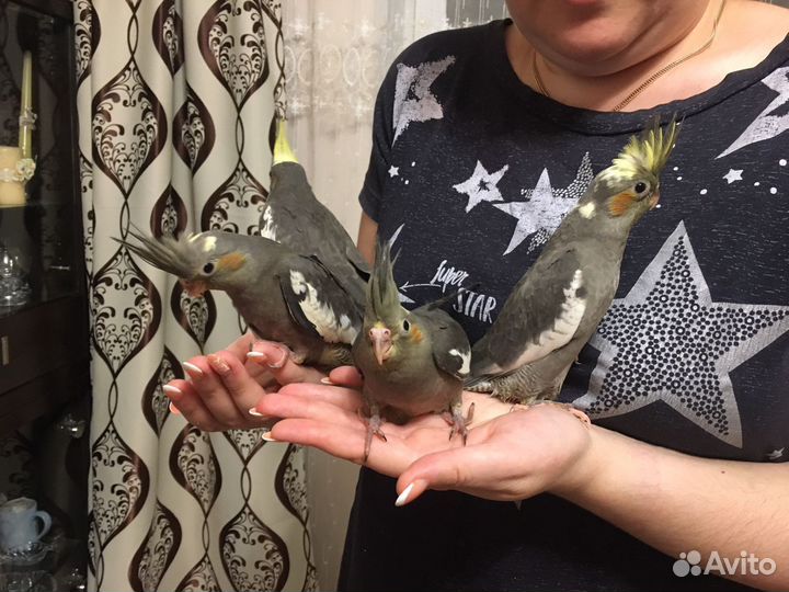 Попугай корелла пара для разведения