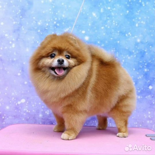 Стрижка тримминг собак