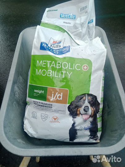 Домашние животные собаки