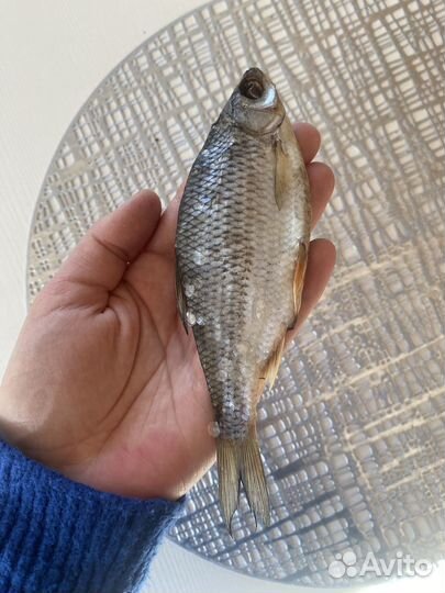 Рыба очень вкусная, вяленая, плотва-окунь