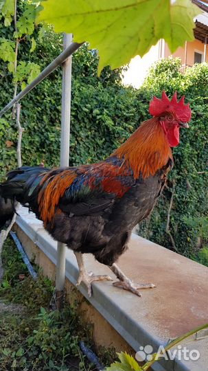 Петух маран черно медный