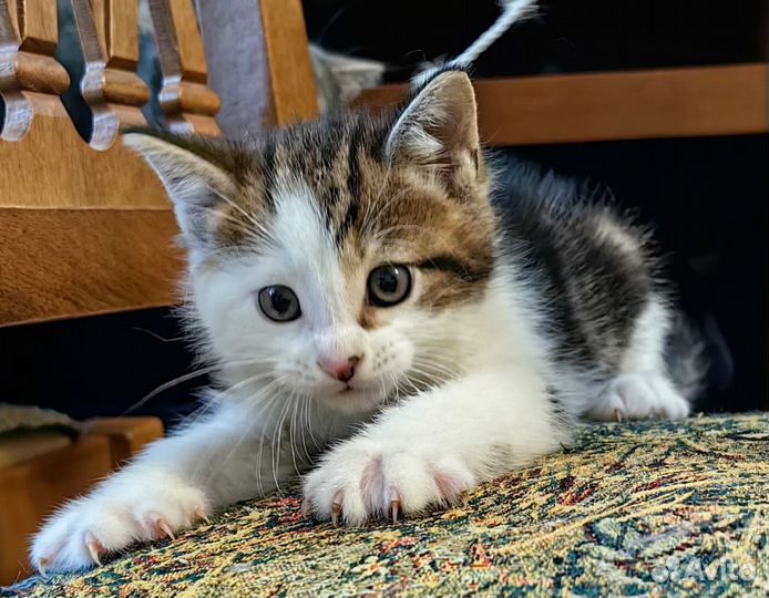 Кошка в дар