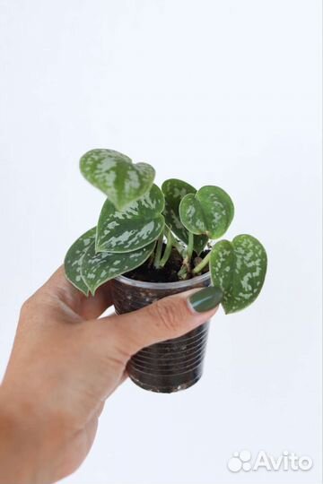 Сциндапсусы, эпипремнумы