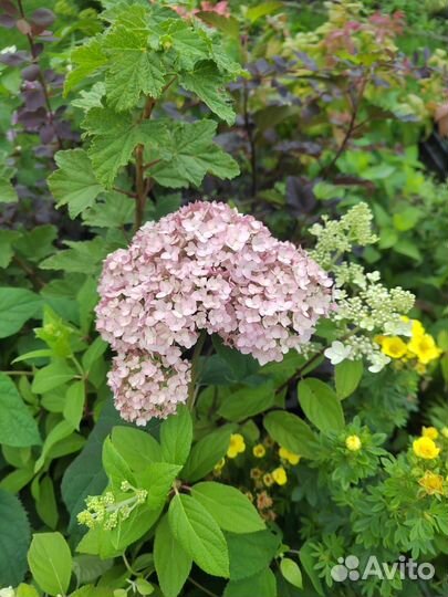 Гортензии много сортов