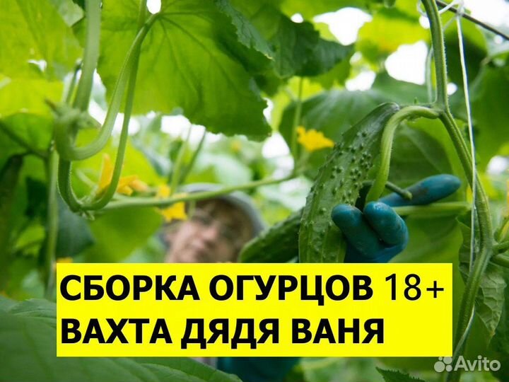 Вахта сборка огурцов 