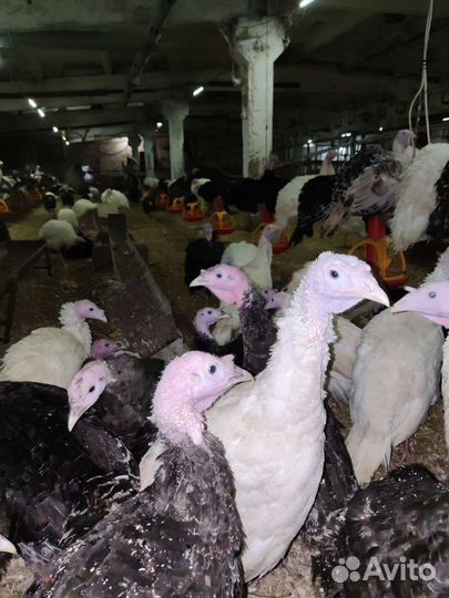 Индюки виктория, бронзовые с 12 июля