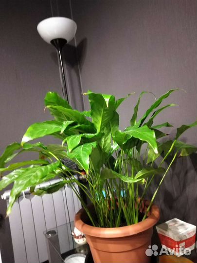 Спатифиллум