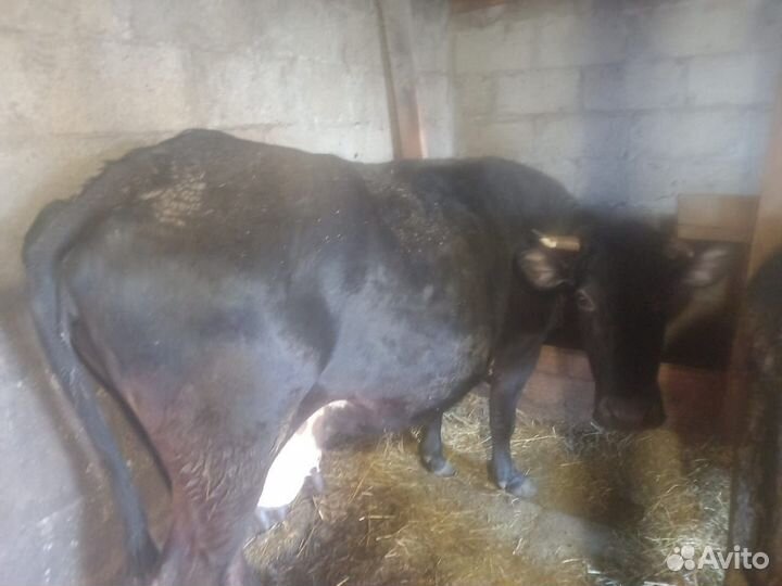 Корова и телка