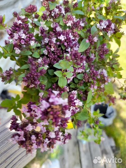 Чабрец Душица саженцы