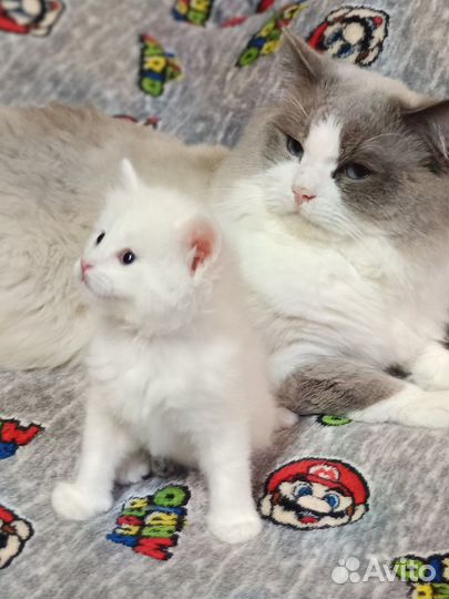 Детки Рэгдолл