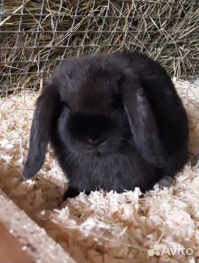 Мини кролики вислоухие