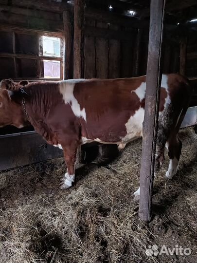 Бык на мясо