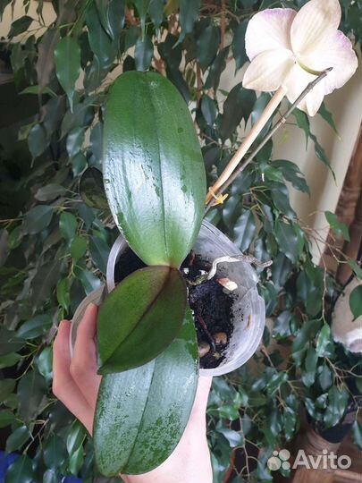 Орхидея фаленопсис