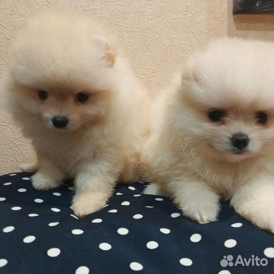 Девочки РКФ