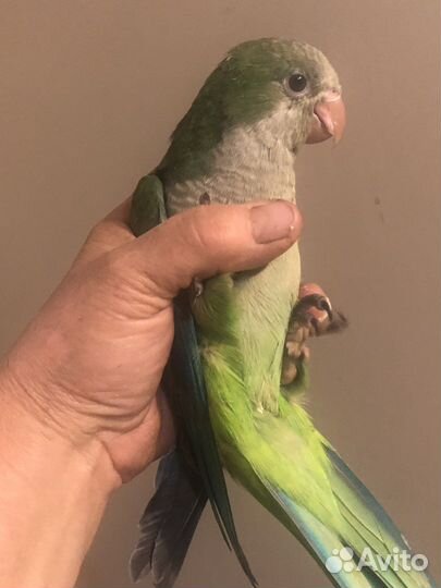 Калита монах птенцы выкормыши