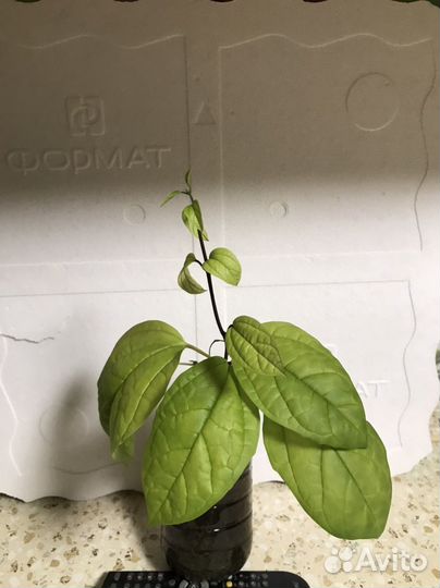 Клеродендрум госпожи Томпсон