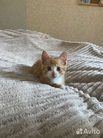Котята