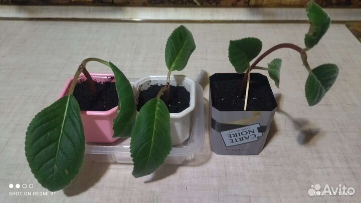 Тидея,хавортия,сансевиерия