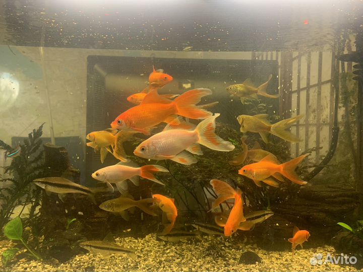 Золотые рыбки для большого аквариума или прудика