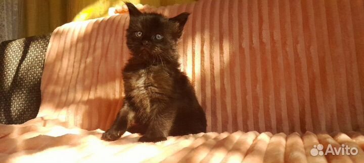 Котята Мейн-кун полидакт