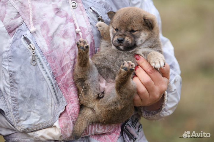 Сибочки, сиба, щенки, Медвежата