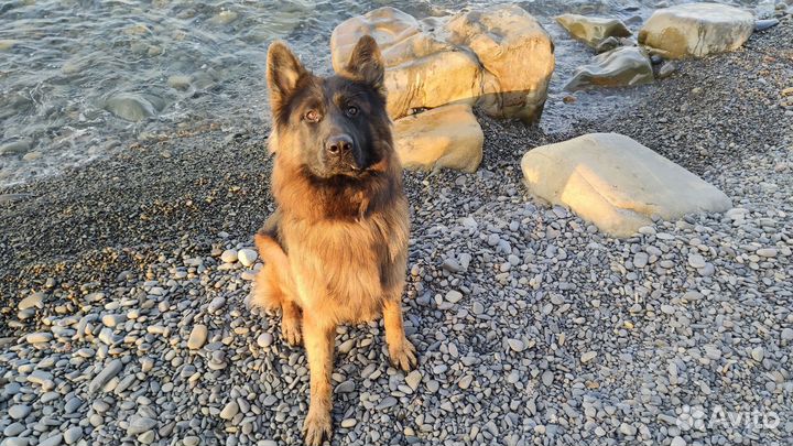 Кинолог. Зоопсихолог. Дрессировка. Выгул. Тренер