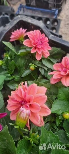 Овощная и Цветочная рассада