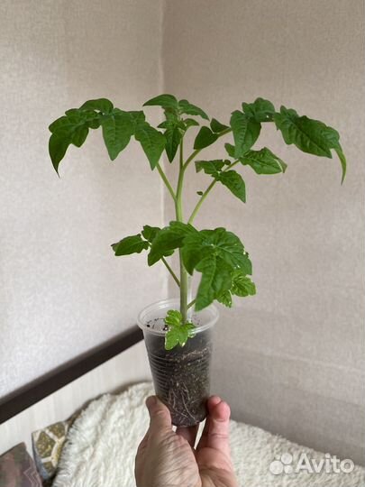 Рассада томатов 