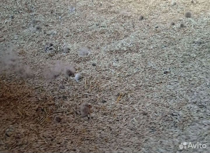 Фуражная пшеница, Фуражный ячмень корма