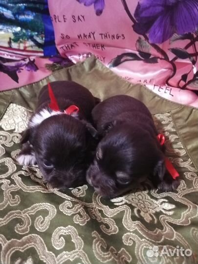 Эксклюзивные щеночки йорка редчайших окрасов