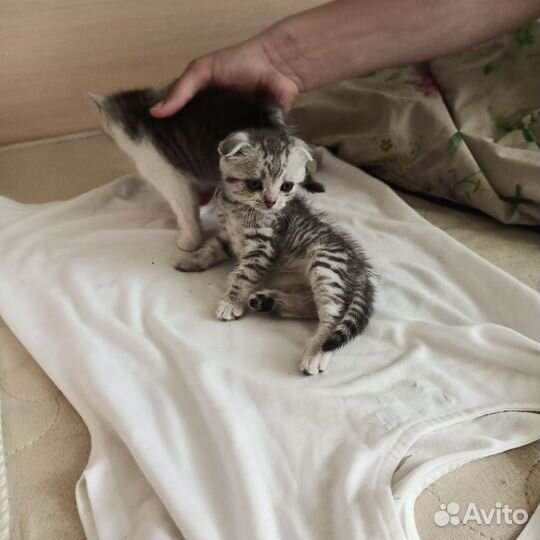 Шотландские котята