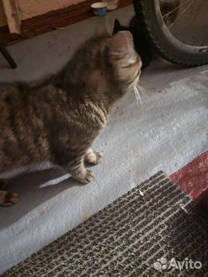 Кошка с котятками в беде