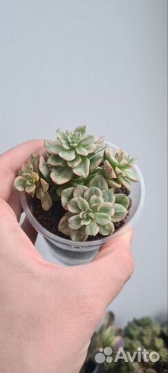 Суккуленты варигатные крассулы, котиледон