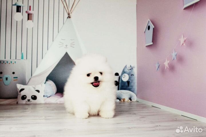 Померанский шпиц медвежьего типа