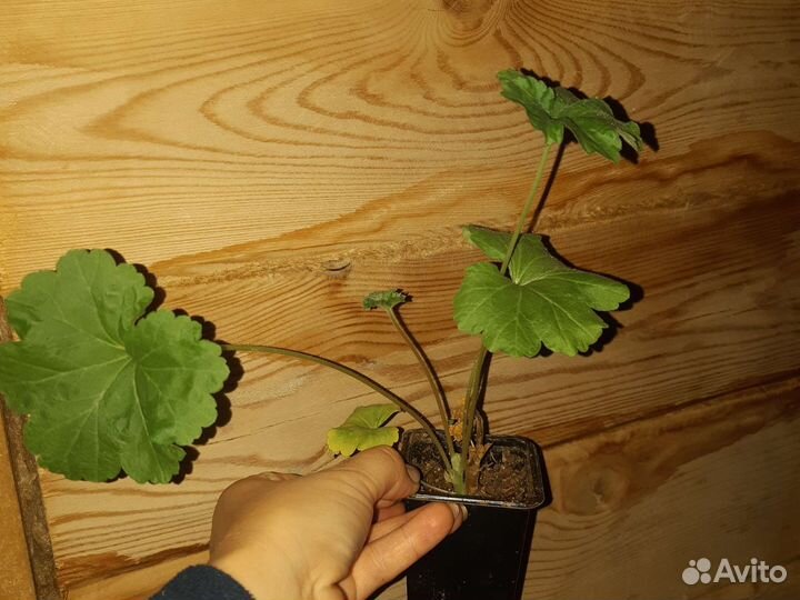 Пеларгония Леона Галактика