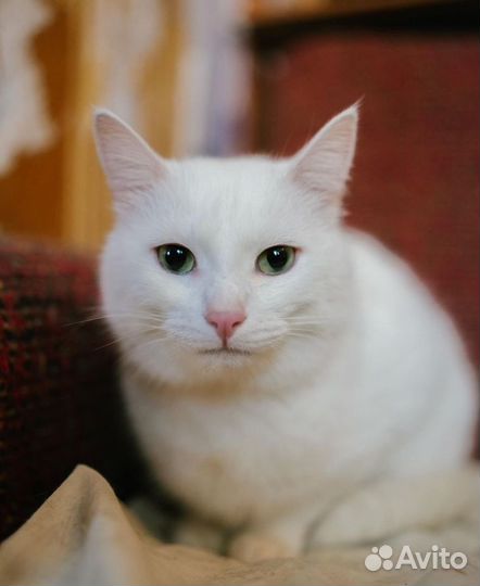 Белый кот (Приют Пушистики)