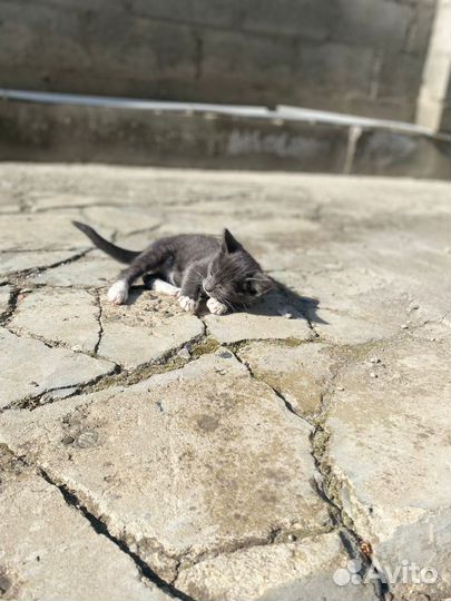 Котенок в добрые руки