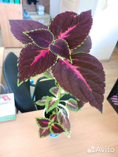 Комнатное растение колеос (koleos)